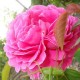 Trandafir dulceata  Sachengruss RN